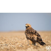 گونه عقاب شاهی Eastern Imperial Eagle